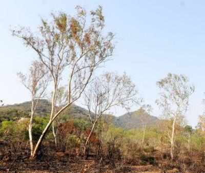 Tribals encroaching on forest land to claim title certificates for larger area: NGOs