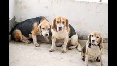 IIT students launch drive to save beagles