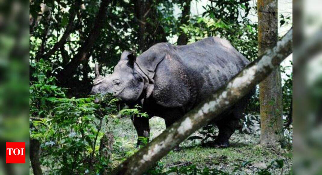 Poachers kill rhino, calf; horn removed Guwahati News Times of India