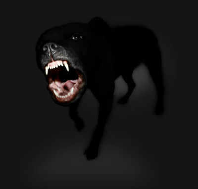 Dogs Face Forwards In Dark Background Picture Of Scary Dogs Background  Image And Wallpaper for Free Download