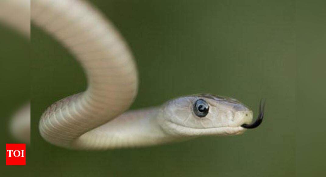 Govt releases list of certified snake catchers Aurangabad News