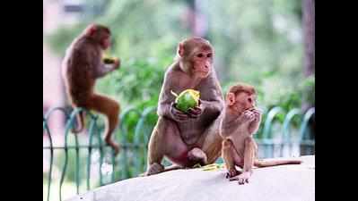 To curb menace, Uttarakhand puts its monkeys on the pill