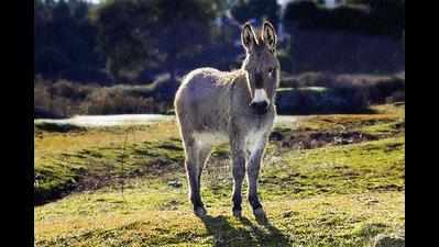 Cong parades donkeys in SPU to protest graft in Phds