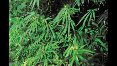 Ganja cultivation comes under scanner in Kozhikode
