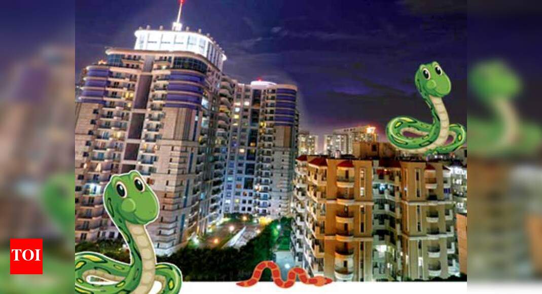 Snake sightings in Gurgaon go up by 60 during the monsoon Gurgaon