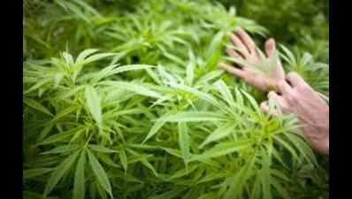 Suspect's arrest leads to 33 kg marijuana recovery