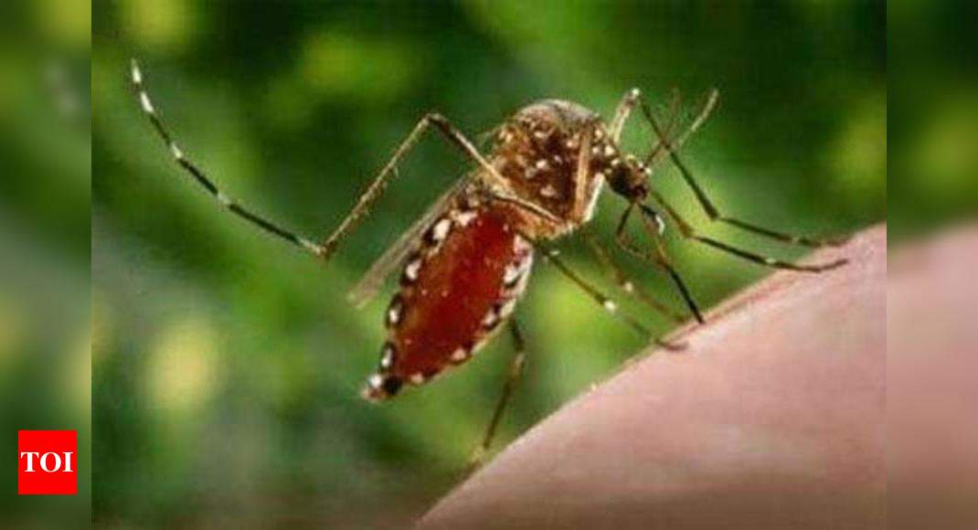 WHO for dengue vaccine in India | India News - Times of India