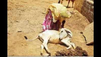 Disease claims hundreds of cows in Jaisalmer villages