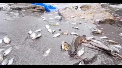 Dead fish wash ashore on Gopalpur port