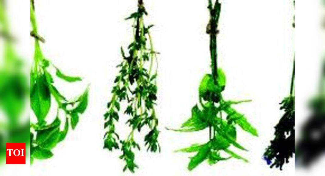 Several rare herbs go extinct in HP Shimla News Times of India