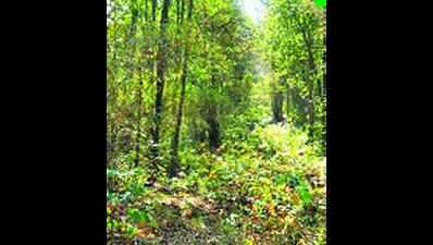 Encroachers eating into forest cover: RTI