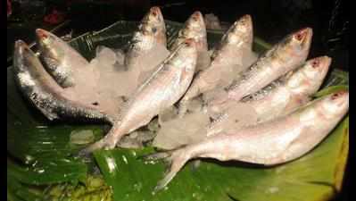 Farakka barrage construction dries up hilsa, jumbo prawns supply in state