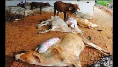 Starvation, cold kills 52 cows in Kutch villages