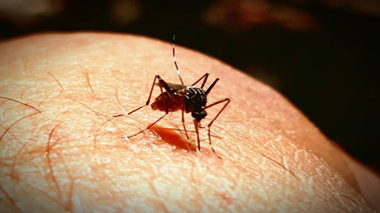 Chikungunya cases in Pune rising - Times of India