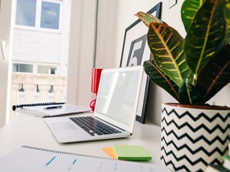 Table Top Plants 5 Ideal Table Top Plants To Make Your Work Desk