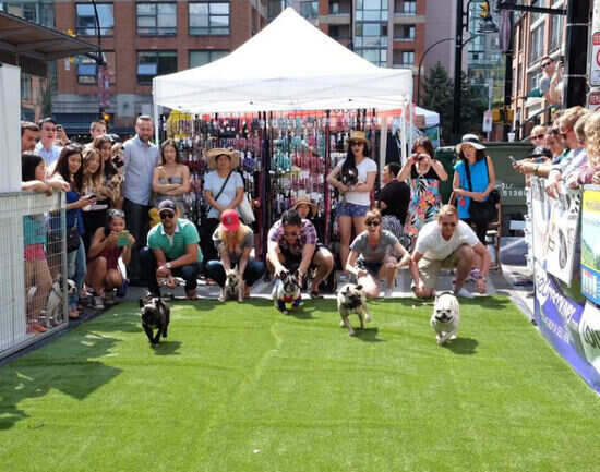 Pet-A-Palooza