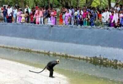 Soon, you can watch Vandalur zoo animals from home | Chennai News - Times of India Soon, you can watch Vandalur zoo animals from home | Chennai News - Times of India