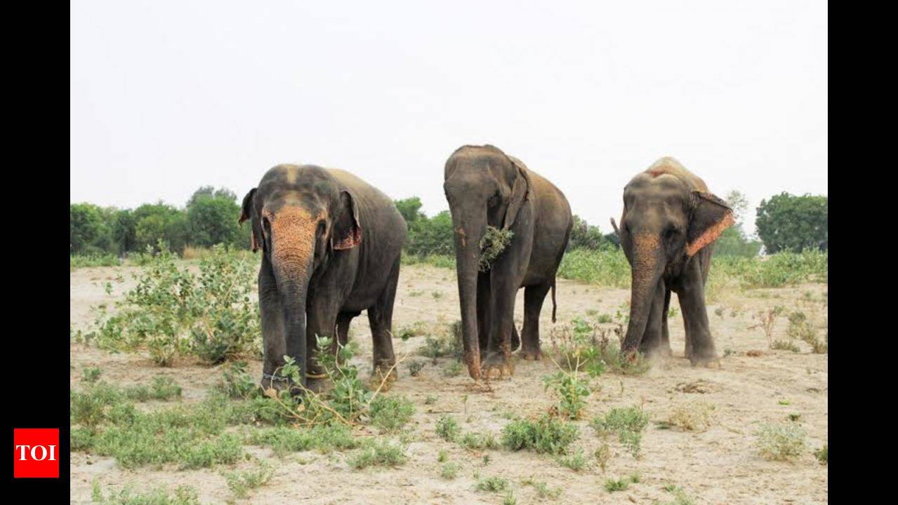 10 reasons to love elephants this World Elephant Day! | Agra News - Times  of India