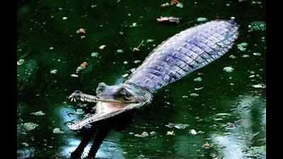 Wildlife staff rescues crocodile from village