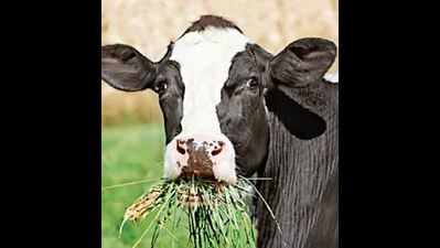 Cows set to get a swadeshi boost