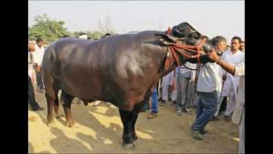 Bull climbs atop seed godown in Bharatpur