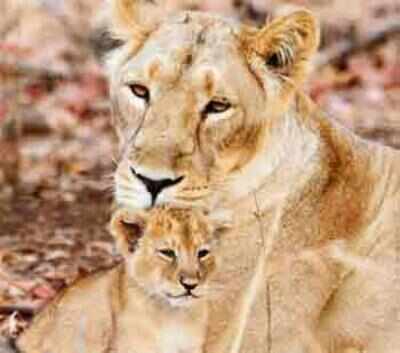Poaching threat to lions outside Gir, warns IUCN | Ahmedabad News