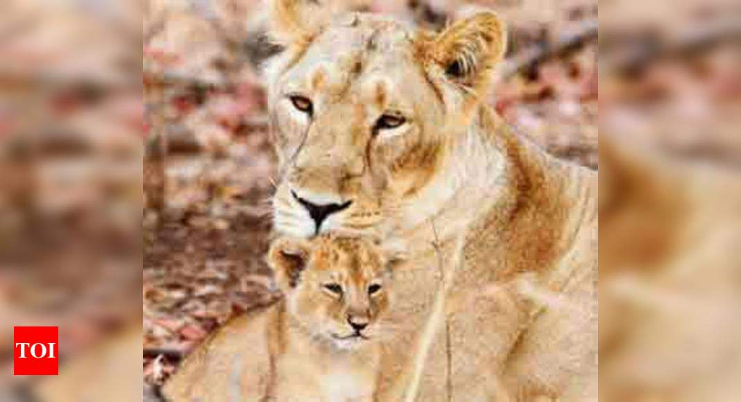 Poaching threat to lions outside Gir, warns IUCN | Ahmedabad News