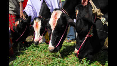More cows die at Bastar shelter