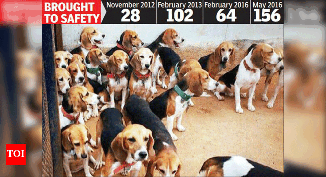 Rescued beagles to sound freedom bugle today | Bengaluru News - Times