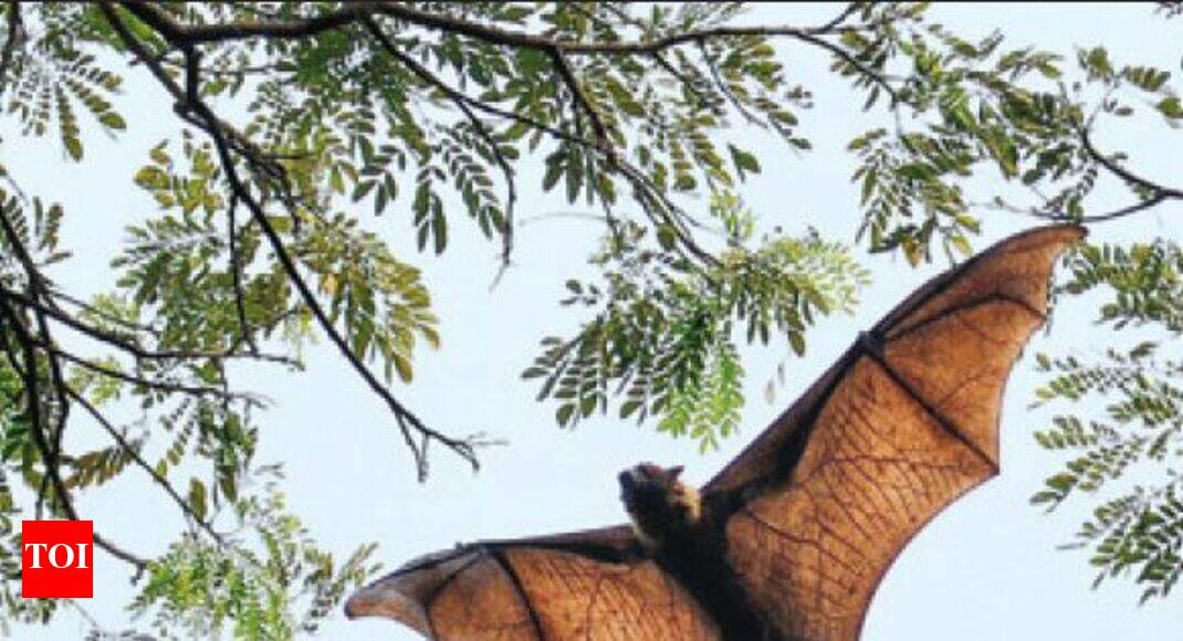 Bats seen in the day? Experts blame habitat loss Hyderabad News Times of India