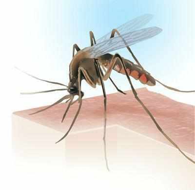 Seven more patients test positive for dengue