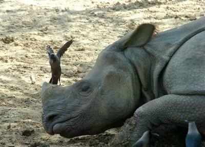 Rhino dies at Rajiv Gandhi Orang National Park