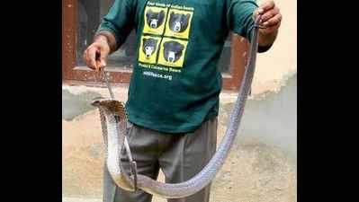 In Agra, woman escapes close encounter with a huge cobra