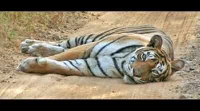 End near for Ranthambore national park's famous tigress Machhli?