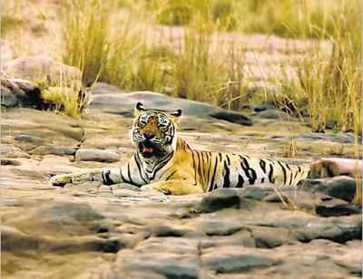 Legendary Ranthambore tigress 'Machhli' dies