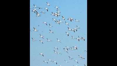 Once a visitor, greater flamingo now a permanent Gujarat resident