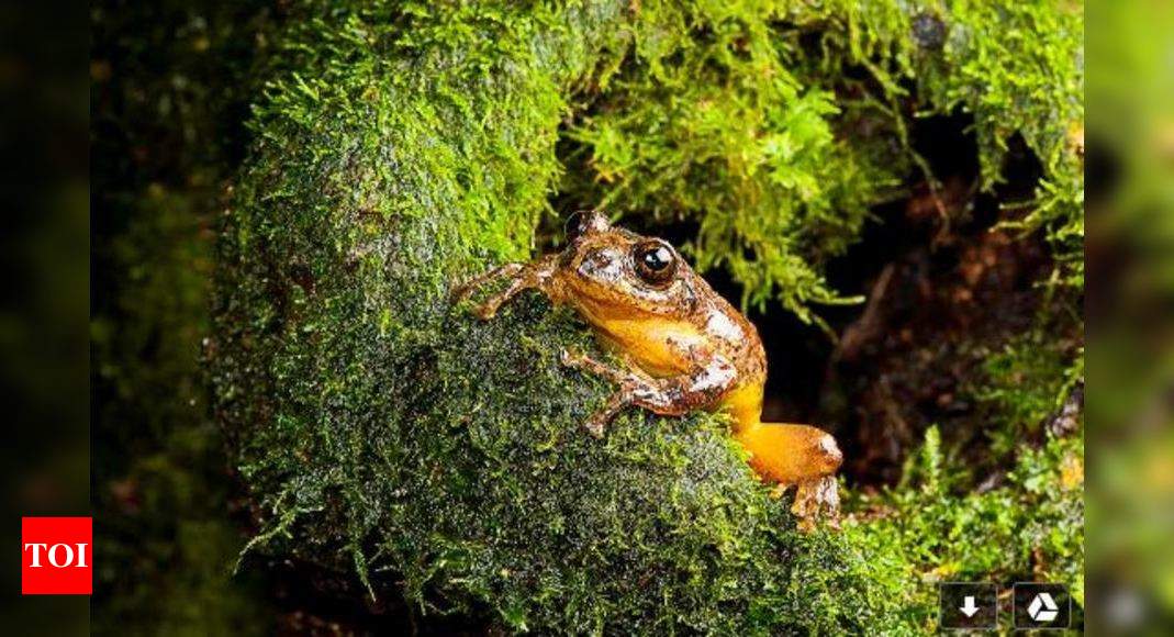 Why frogs can tell you more about the forest than tigers - Times of India