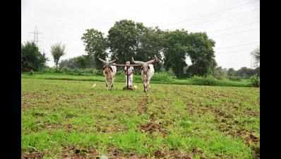 Root out karuvelam trees to save groundwater, demand farmers