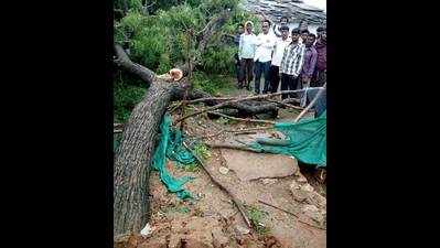 Houses damaged, 40 trees uprooted in Baran village