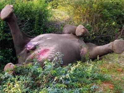Elephant electrocuted in Megamalai Wildlife Sanctuary in Tamil Nadu