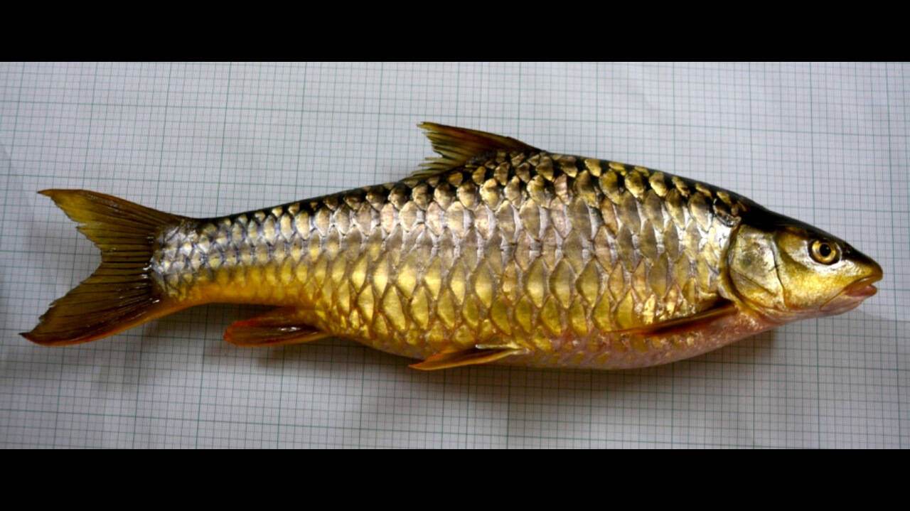 What Is Mahseer Fish