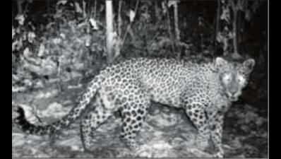 Forest guards get nod to shoot man-eater leopard | Mumbai News - Times ...