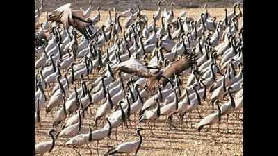 As noise breeds trouble, migratory birds take flight