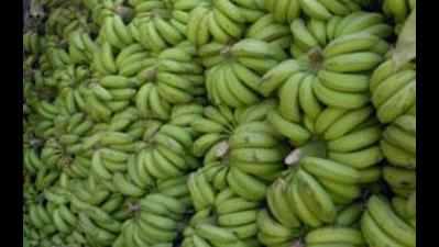 NRCB in all-out fight against Panama disease in Cavendish banana crops
