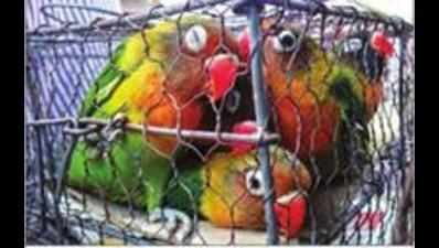Dadra and Nagar Haveli bans caging of birds