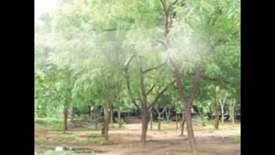 Unique tree park at Udupi aims to increase green cover