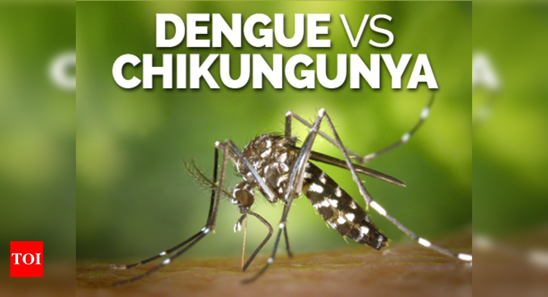 Chikungunya Cases Spells Trouble Too | India News - Times Of India