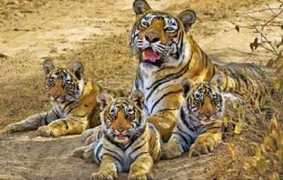 With a faint roar, legendary tigress Machhli passes away