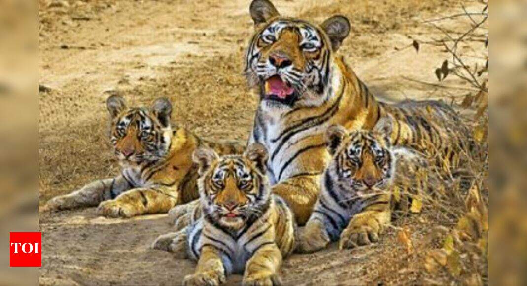 With a faint roar, legendary tigress Machhli passes away - Times of India