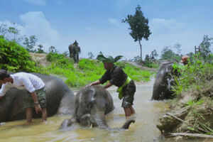 Tesso Nilo National Park, Riau, Sumatra